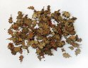 PM_225 - Leaves - oak- quercia  135