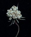 flowers1