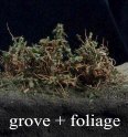 grove04